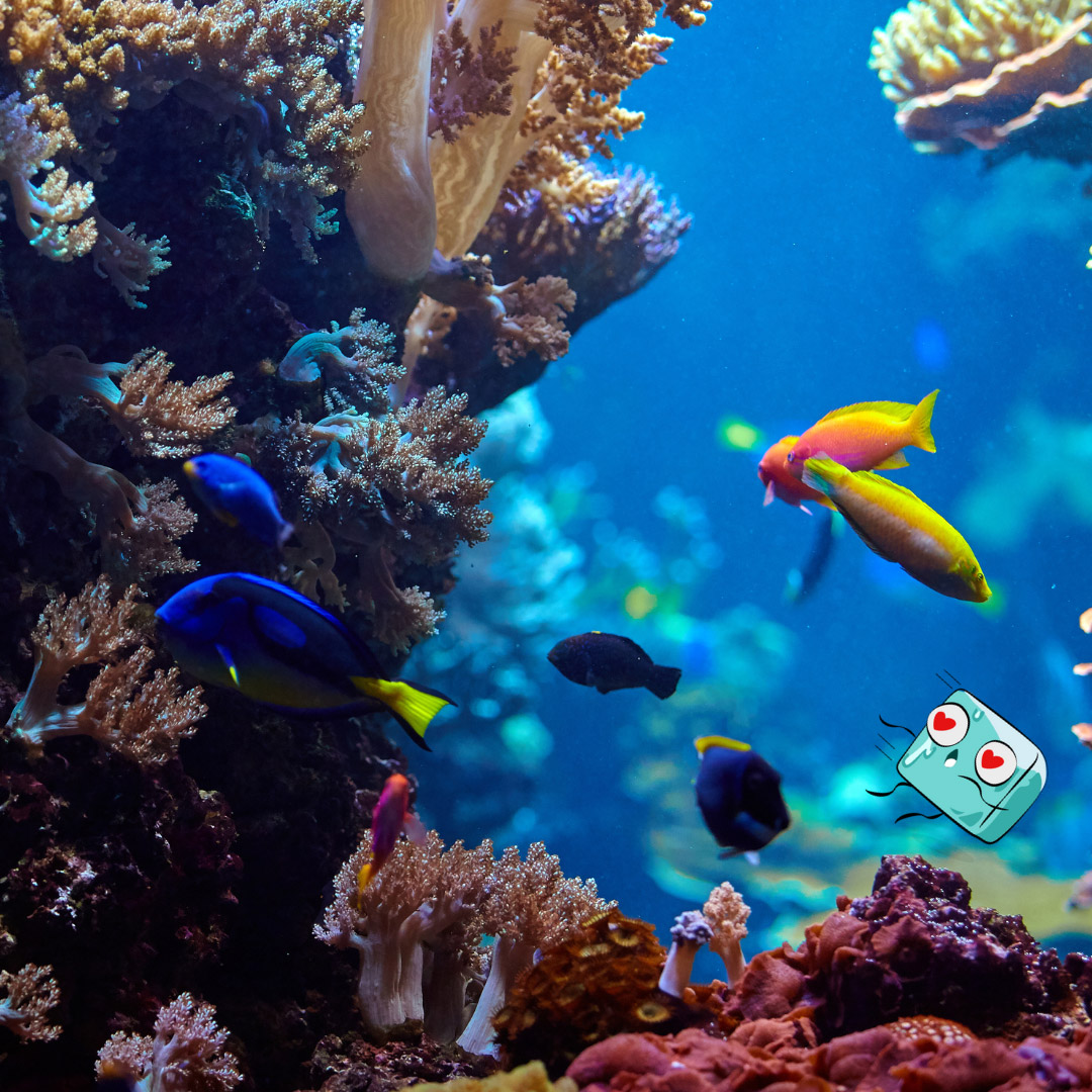 Lee más sobre el artículo Oceanos